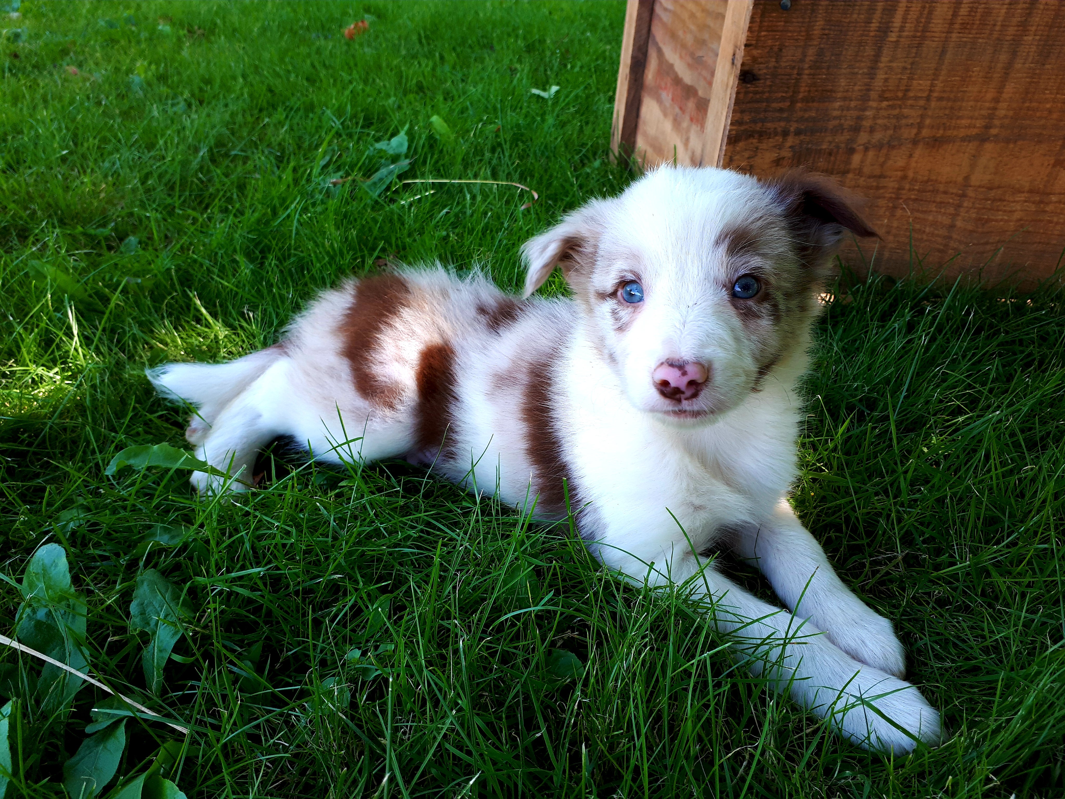 Blue merle border collie hotsell blue eyes